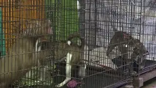 Detroit shelter receives $500K anonymous donation following theft of dogs