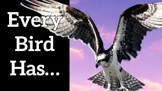 Universal Characteristics of Birds - Every Bird Has...