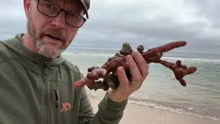 Paw-Paw at the Beach