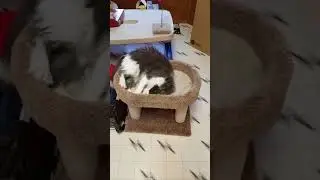 Joolia plays with her mouse toy
