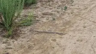 Beautiful black and white snake sighting in San Diego canyon