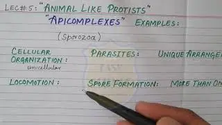 Lec# 5 - Apicomplexes ( Animal Like Protist ) | Major Groups Of Protists