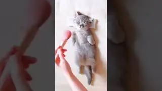 The Best Cat Routine! #Shorts