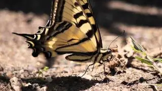 Beautiful Yellow Butterfly Peeing