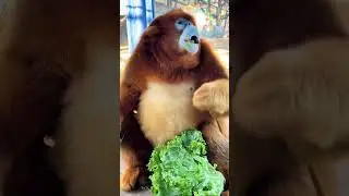 Vegetables 🥬 Eating 🤤 Monkey 🐵#shorts #monkey #youtube