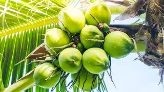 Hoe To Easily Open A Coconut + How To Get More In Life