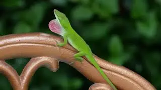 Green Anole lizard territorial display with push ups and dewlap fanning