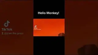 Hello Monkey!