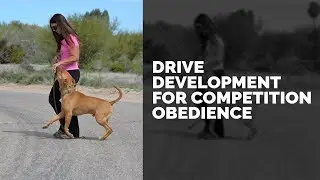 Drive Development for Competition Obedience