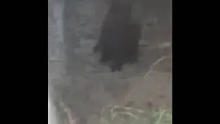 THE FATHER WILL PROTECT ALL)))  / Отец всех защитит )))