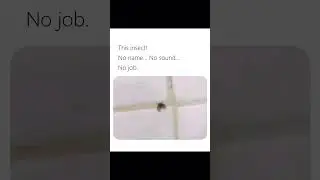 #true #sound #job #name #insects #nobody #unknown #fly #what #viral #trending #lol #facts #real
