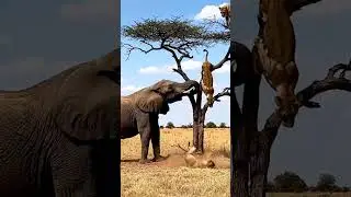 Lions vs Elephant 🦁🐘  Power Struggle in the Wild #wildlife
