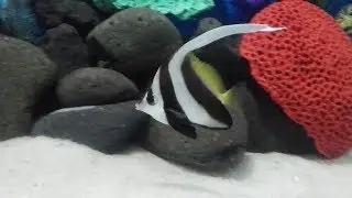Marine fish tank (heniochus butterfly fish)