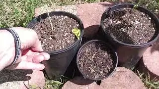 Season 5 episode 2 //5/10/2025 outdoor organic marijuana. Getting ready for transplant.