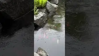 Beautiful fish under the waterfall💦☔️ #rain #rainsounds #fish #waterfall #4k #forest