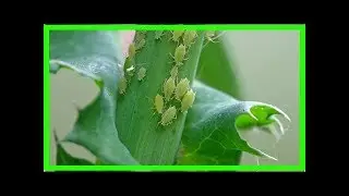 5 insecticides naturels pour chasser les pucerons du jardin