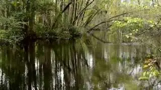 Edisto River: Black Water Crown Jewel