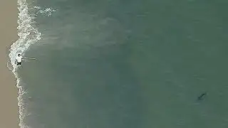 Sharks shut down a beach in southern California