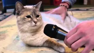 EDM Collab with the cat