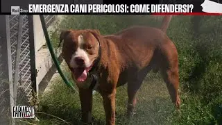 Emergenza cani pericolosi: come difendersi? - FarWest 08/11/2024