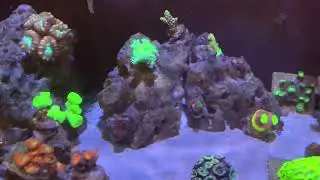 Innovative Marine Nuvo Fusion 20