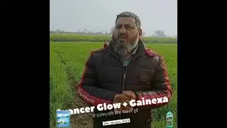 Avance glow plus ganixa Regults in wheat
