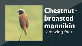 chestnut-breasted mannikin facts 🦜chestnut-breasted munia 🦜 bully bird 🦅 found 🇦🇺 🇳🇨🇮🇩🇵🇬