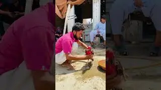 Aseel Murgha Rooster 😍#aseelfighters #aseelmurga #turab #sabtain #aseellovers #shermaindehat
