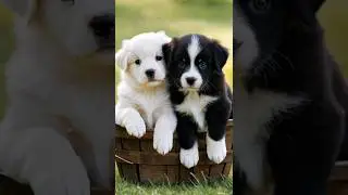 cute puppies #puppy #puppies #puppydog #cuteanimals #youtubeshorts #shorts