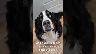 How fast can this Bernese Mountain Dog eat pasta? #shorts