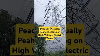 Nature at it's best | Peahen 🦚 sitting on a high voltage electricity tower| Rare sighting #nature