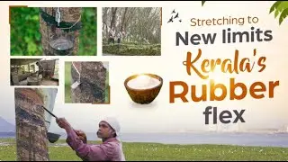 From Latex to Livelihood: The Kerala Rubber Story