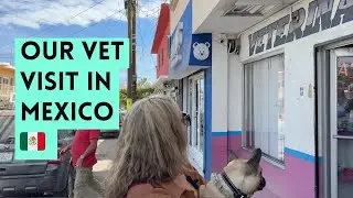Flying to the USA with a Dog? New CDC Rule Caught Us Off Guard in Mexico (March 2025) | Part 2