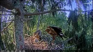 2017/06/18 07h04m Latvian LSE ~Male deliver a frog~