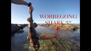 Catch and Release Deadly Wobbegong Shark with bare hands