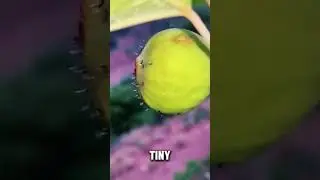Ancient Fig Pollination Method