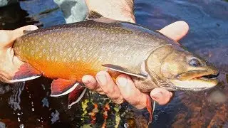 Remote Brook Trout On An Albany River Tributary