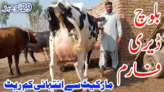 Pure Jarsey Cow Australian Fresian cross breed cows Bloch Dary Farm !Ali Best