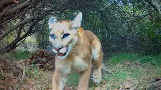 A Year In The Canyon In The Angeles National Forest: Bears, Foxes, Deer And Mountain Lions 