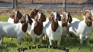 Tips for Goat farming | Tips for Shelipalan | Goat Farming tips | Success in goat farming|goat farm|