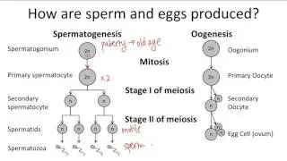 Oogenesis v. Spermatogenesis