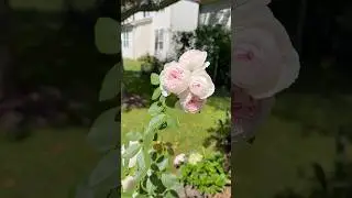 Rose Earth Angel in Fall｜玫瑰尘世天使 #rose#my garden#月季