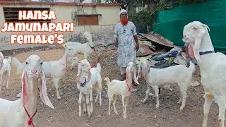 Original blood line of Hansa goats only on taimur goat farm|