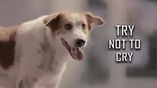 Try Not To Cry - Award Winning Emotional Thai Ad