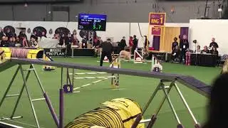 Wheaten Terrier a crowd favorite in agility at Westminster Dog Show