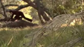 In Search Of The Sabertooth Cat