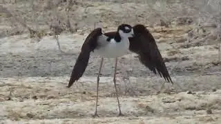 Killdeers, Avocets, Black-Necked Stilts at Little Soda Lake, Fallon, Nevada