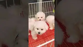 #th&uacute;cưng  #ch&oacute;m&egrave;oh&agrave;ihước #ch&oacute;  Ch&oacute; Phốc S&oacute;c Mini  Funny and Cute Pomeranian cute animals#124.4