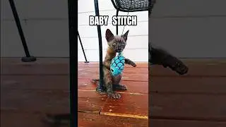 RESCUE KITTEN OVERCOMES BIRTH DEFECTS #kittenshorts #kittenrescue #kittenstruggles #kittensvideos