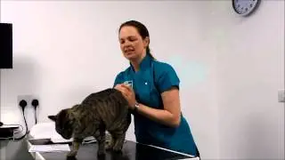 Maven Vets' Guide to brushing your cat's teeth  in 5 easy steps
